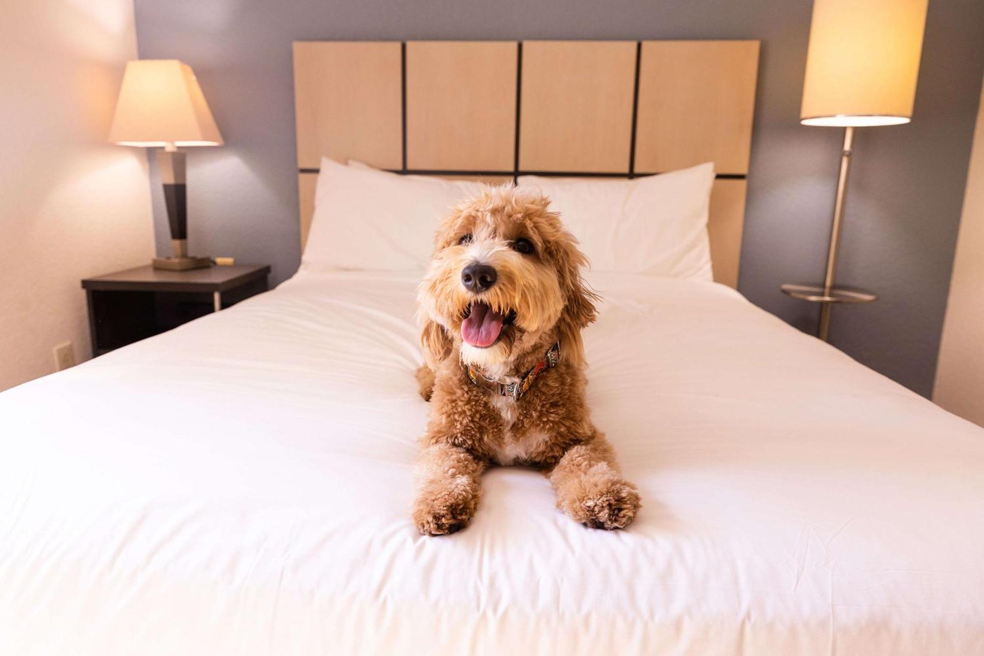 Sonesta Simply Suites Phoenix Glendale Bagian luar foto